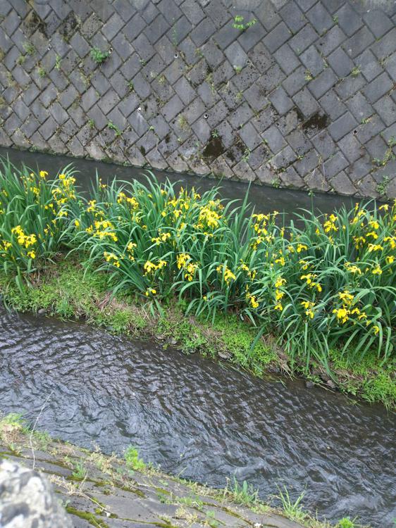 土淵川桔梗野第一緑地 - メイン写真: