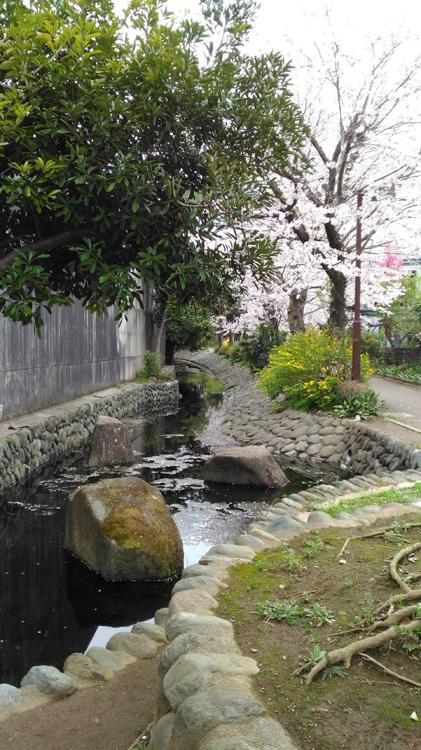 倉見桜緑道 - メイン写真: