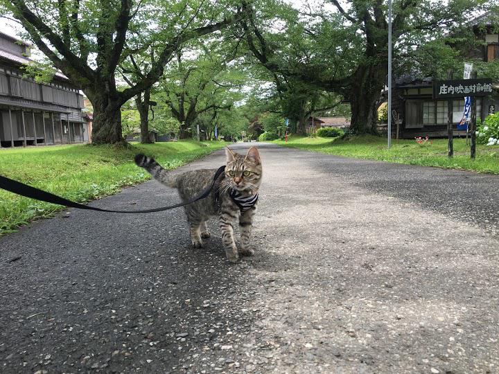 庄内映画村株式会社 - メイン写真: