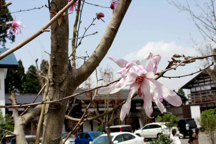 外山康雄野の花館 - メイン写真: