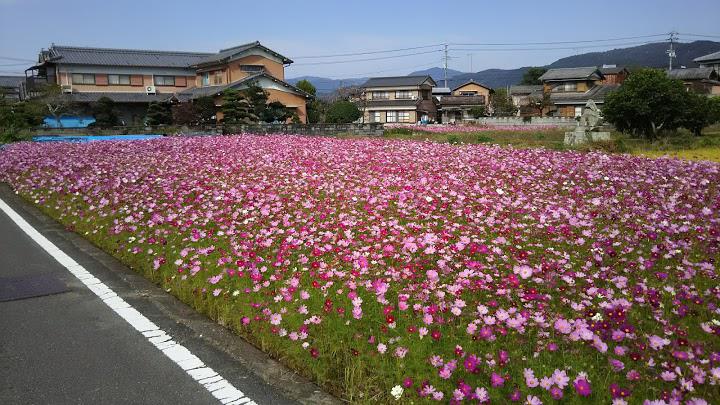 森石油店 - メイン写真: