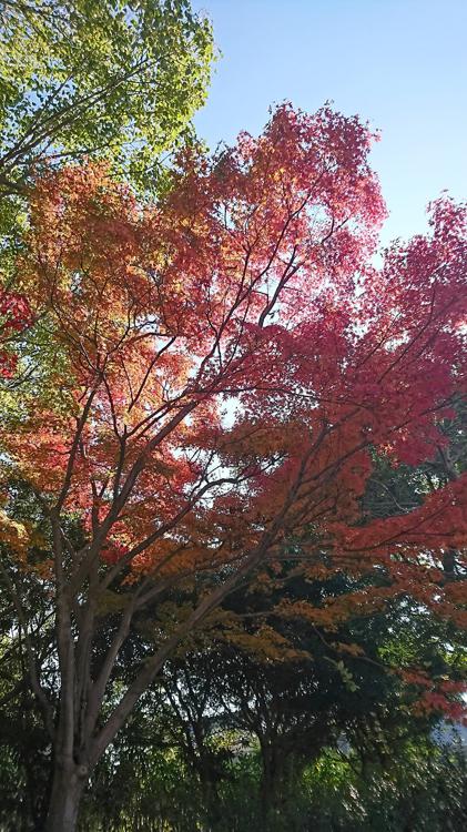 中央緑地公園 - メイン写真: