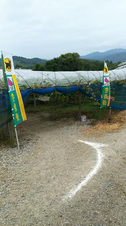 紫波観光ぶどう園高橋 - メイン写真: