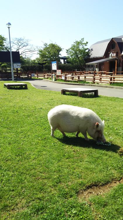 秋田市大森山動物園 ミルヴェ - メイン写真: