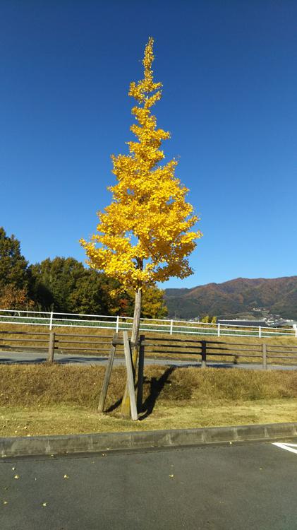 飯田運動公園 - メイン写真: