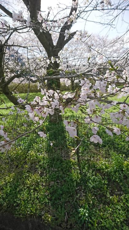 永野コミュニティー公園 - メイン写真: