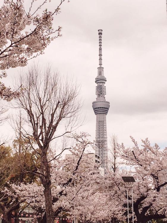 Kinshi Park (錦糸公園) - メイン写真: