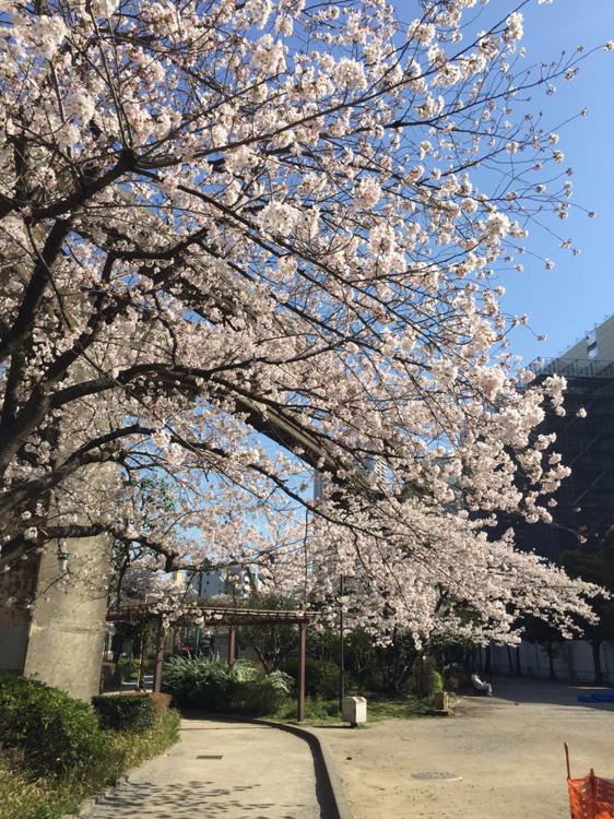 芝浦公園 - メイン写真: