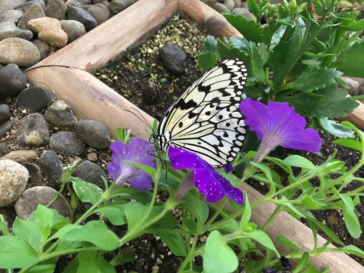 当麻　世界の昆虫館パピヨン　シャトー - メイン写真: