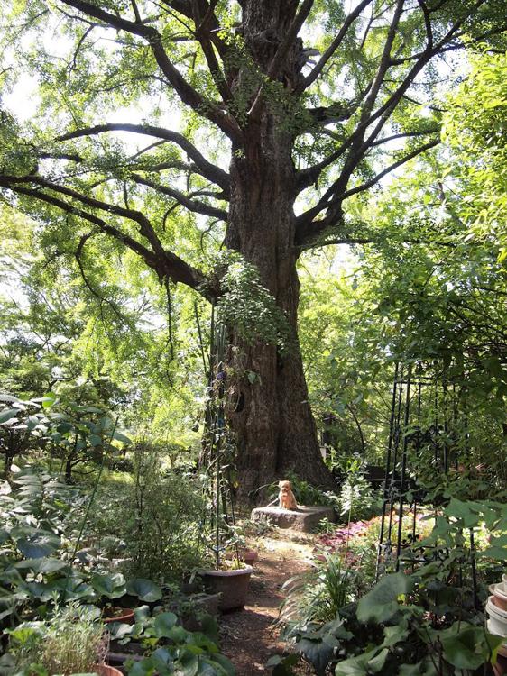 日比谷公園 イチョウ並木と首賭けイチョウ - メイン写真: