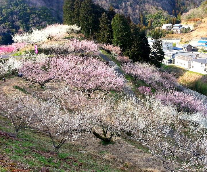 天野梅園 特設ハウス - メイン写真: