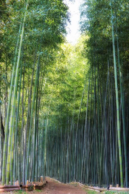 Kisogawa bamboo forest - メイン写真: