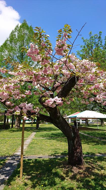 各務原市民公園通り 駐車場 - メイン写真: