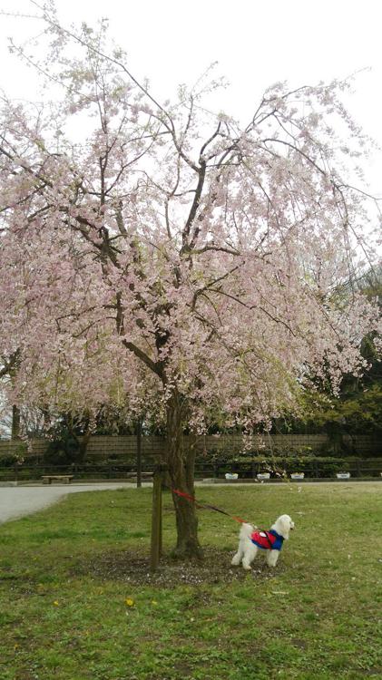 けやきの森公園 - メイン写真: