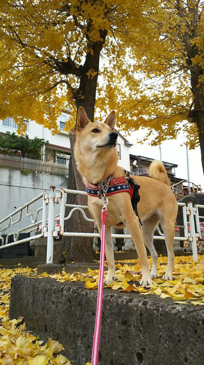 草柳３号公園 - メイン写真: