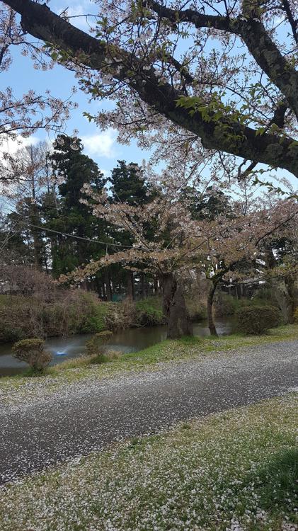 鶴岡公園 西駐車場 - メイン写真: