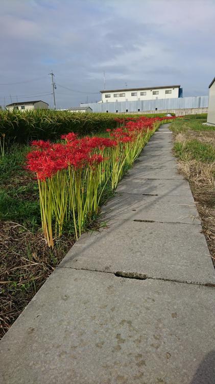 南八下東公園 - メイン写真: