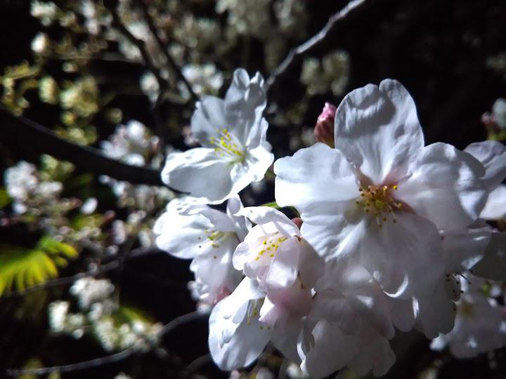 東初芝公園 - メイン写真: