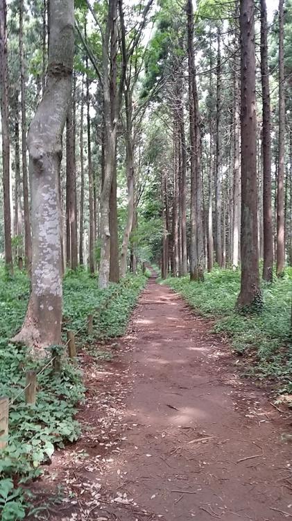 船橋 県民の森 - メイン写真: