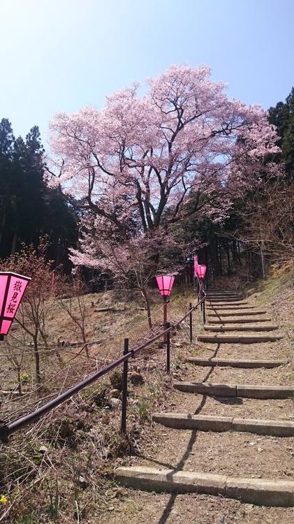 嶽見桜 - メイン写真: