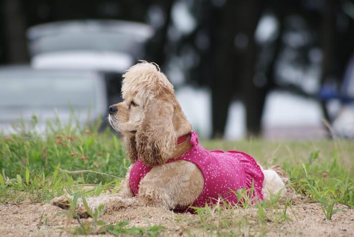 犬の美容室茶々 - メイン写真: