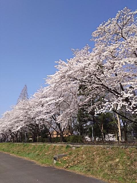 スポーツ公園野球場 - メイン写真: