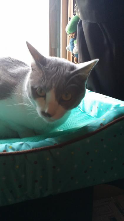 ゲームセンター マックス