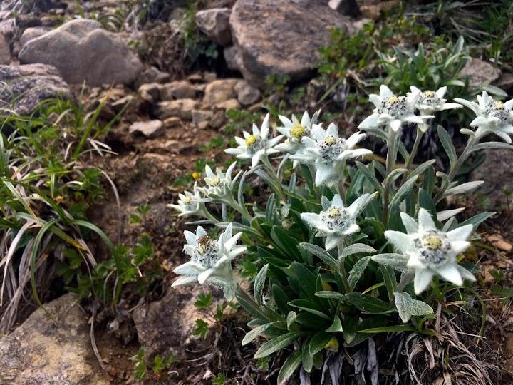 早池峰山の高山帯・森林植物群落 - メイン写真: