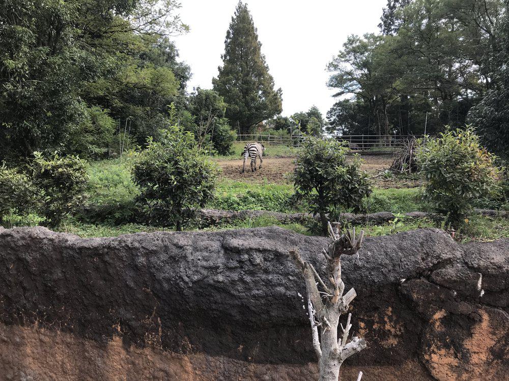 仙台市八木山動物公園 - メイン写真: