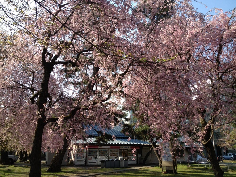 Tohoku Univ. Katahira campus (東北大学 片平キャンパス) - メイン写真: