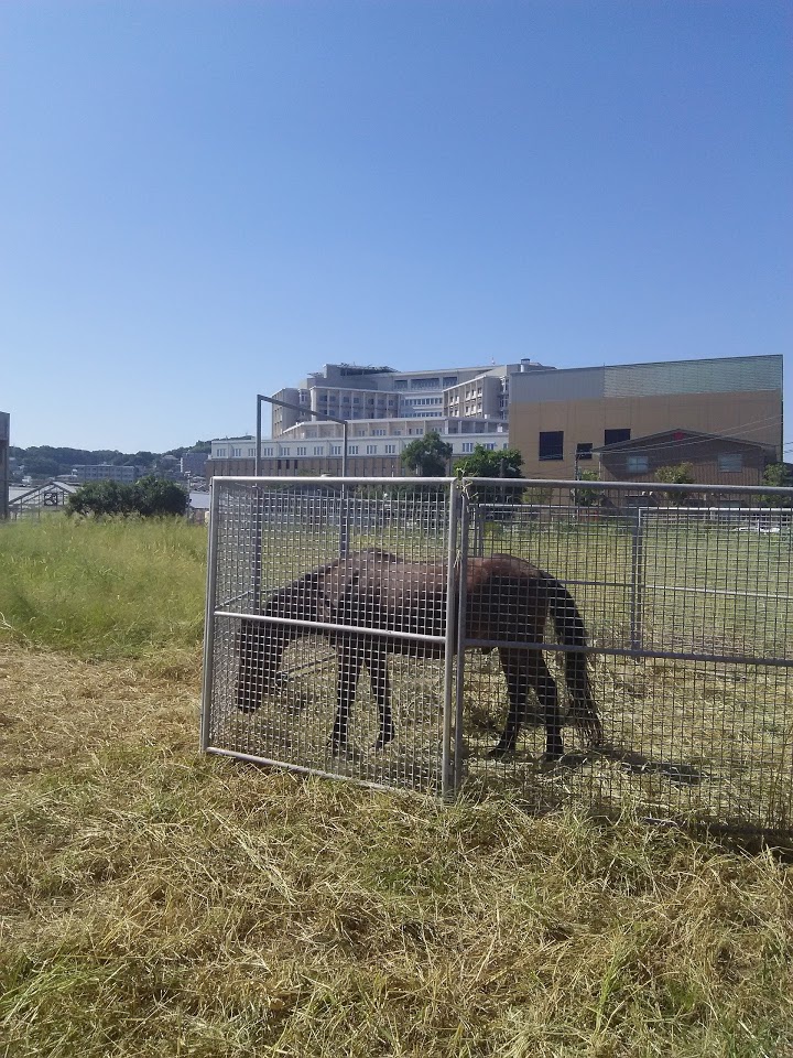 鹿児島大学共同獣医学部附属動物病院 - メイン写真: