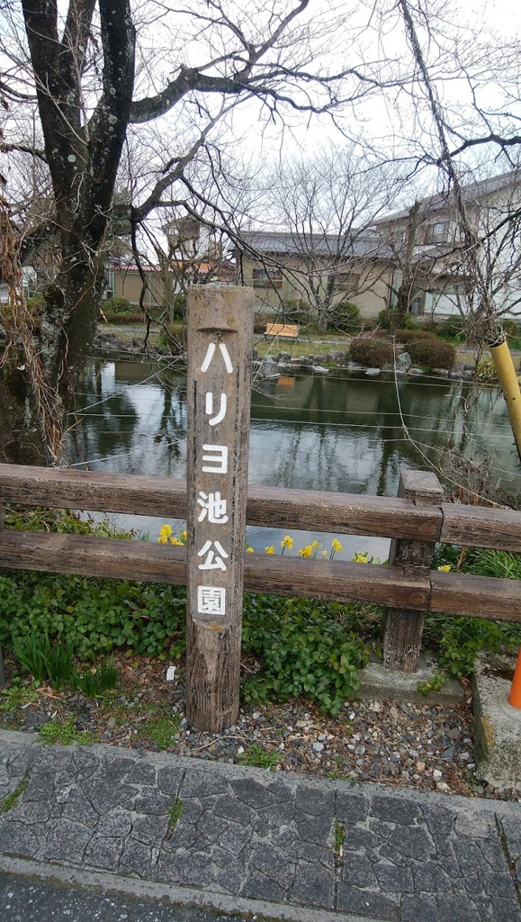 池田町八幡のハリヨ繁殖地 - メイン写真: