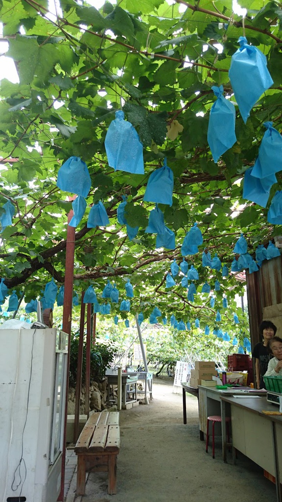 大島農園・ぶどう - メイン写真: