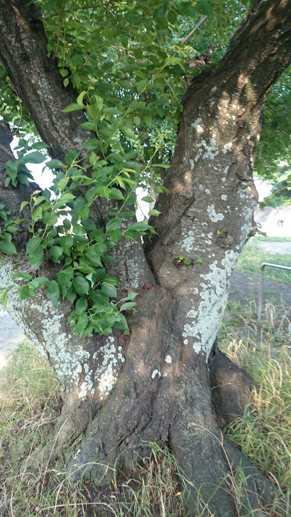 松ヶ枝公園