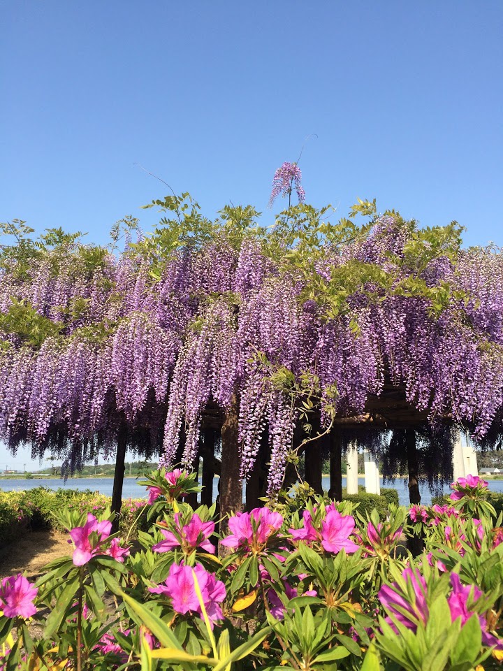 多々良沼公園 - メイン写真: