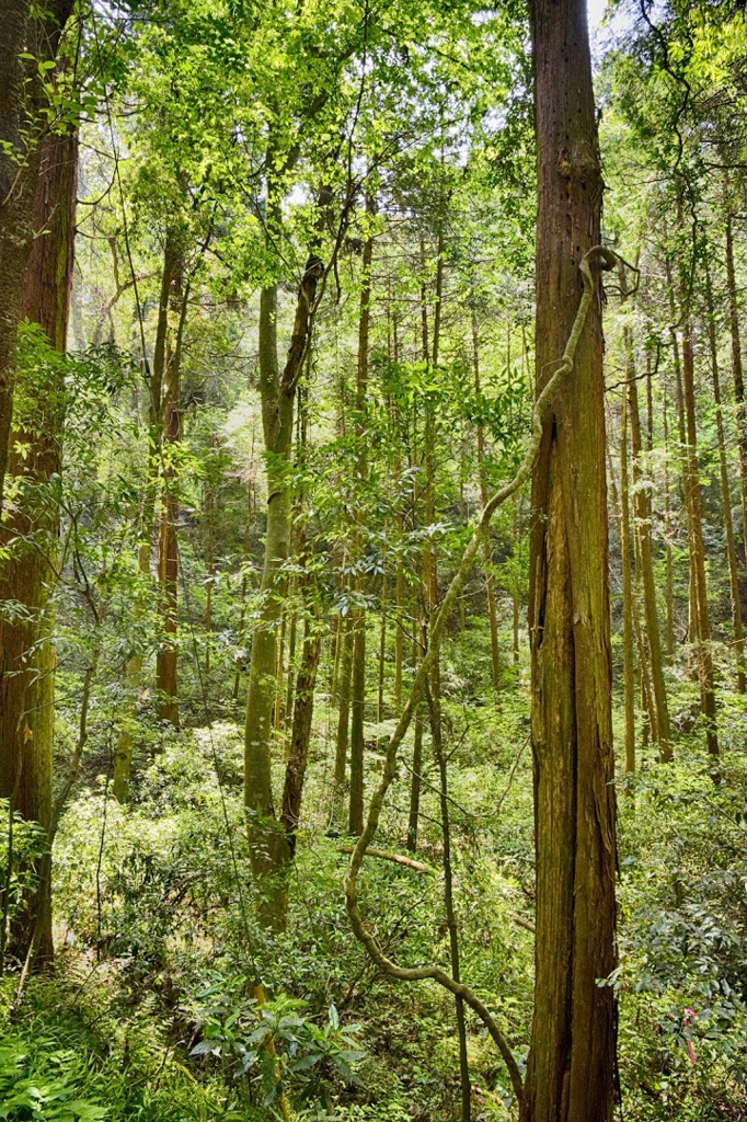 笠間つつじ公園 - メイン写真: