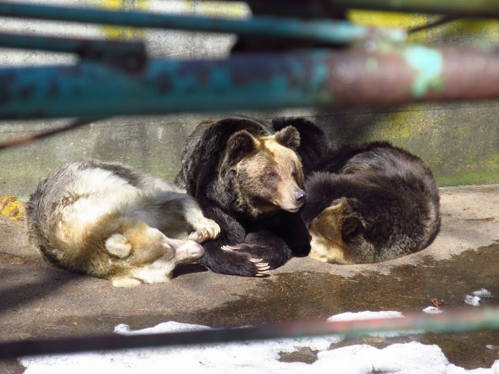 県立自然公園芦野児童動物園 - メイン写真: