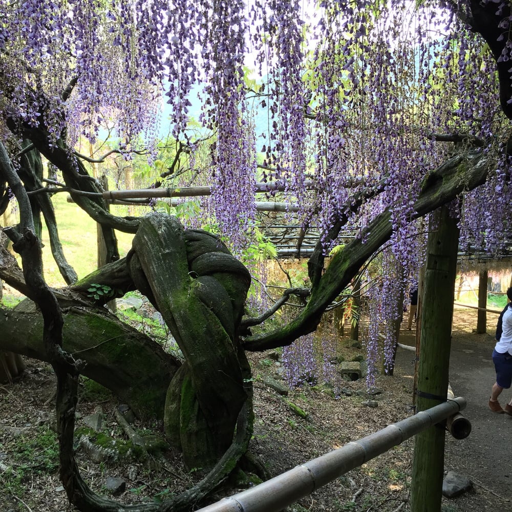 Kawachi Fuji-en (河内藤園) - メイン写真: