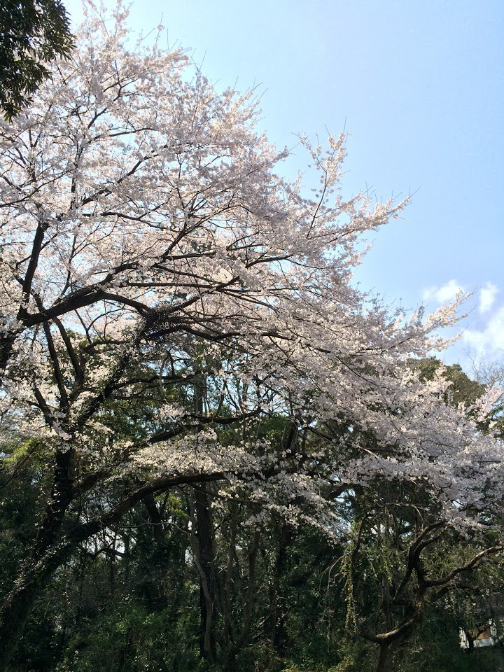 九州大学病院別府病院 - メイン写真: