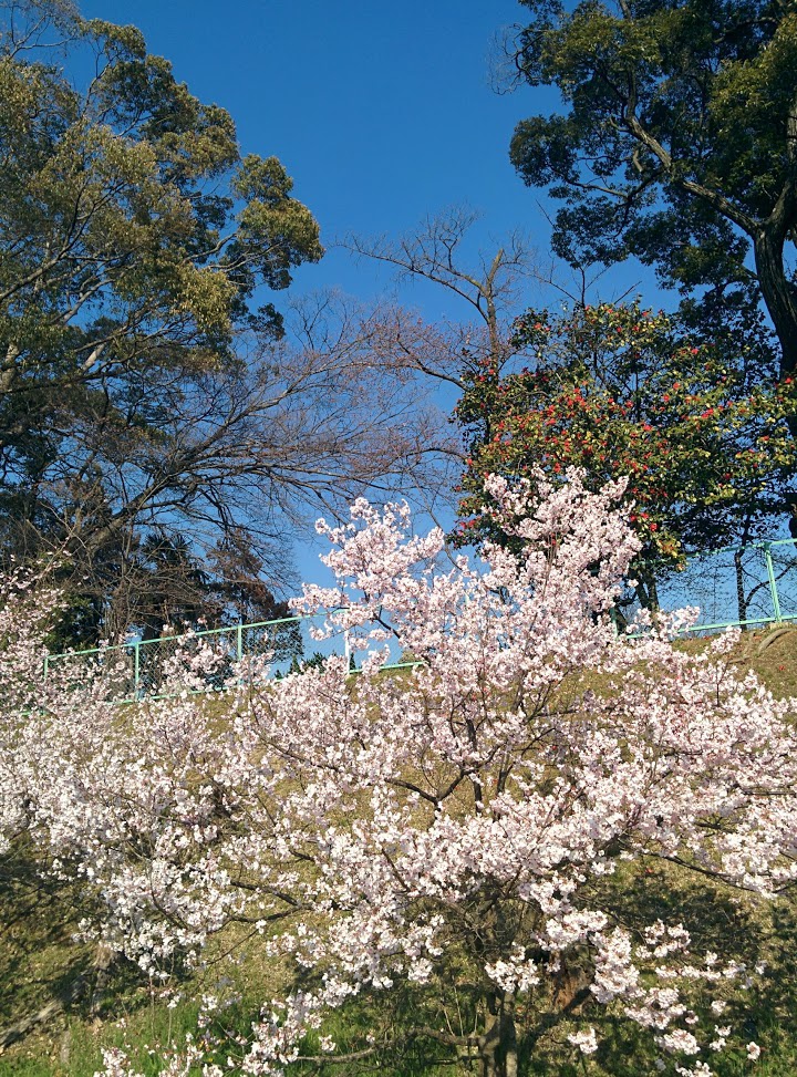 城山公園 - メイン写真: