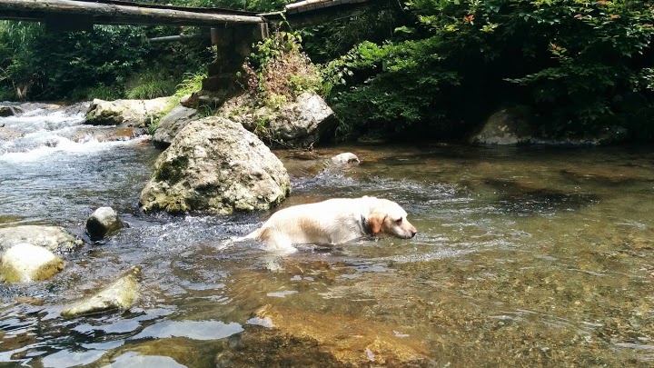 渓流荘 - メイン写真: