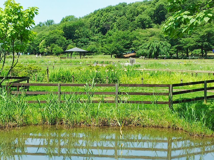 東村山市役所　北山公園 - メイン写真: