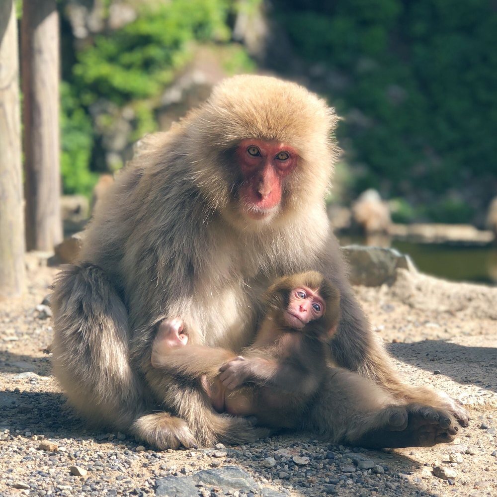 長野県 動物園ランキングTOP7