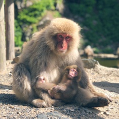 長野県 動物園ランキングtop7