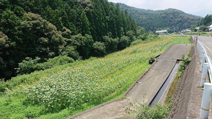 ひまわり - メイン写真: