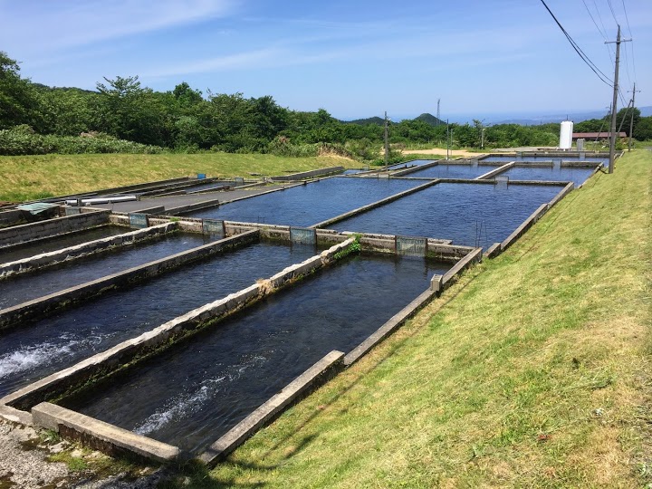 東大山養魚場 - メイン写真: