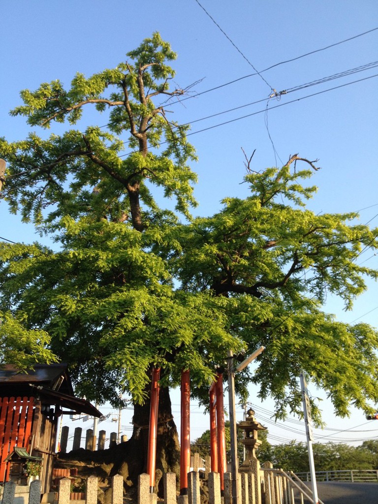 白龍大明神のサイカチ(西柏) - メイン写真: