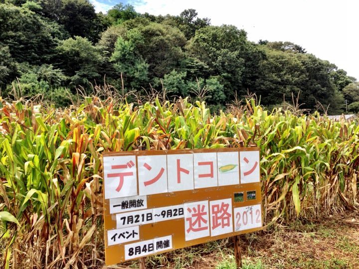 デントコーン迷路 - メイン写真: