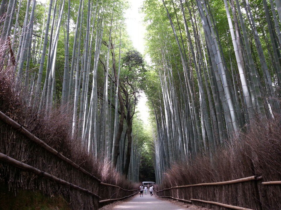 Arashiyama Bamboo Grove (竹林の小径) - メイン写真: