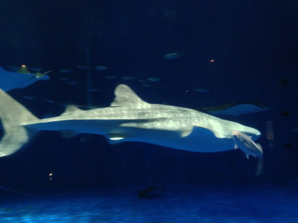 Kagoshima City Aquarium (いおワールド かごしま水族館) - メイン写真: